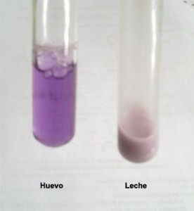 Se observa el color violeta indicador de la presencia de proteínas en ambas muestras