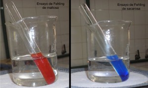 Comparación de la reacción de Fehling frente a un disacárido reductor (maltosa) y uno no-reductor (sacarosa)