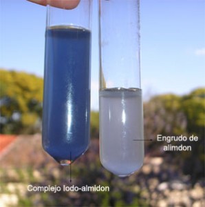 Complejo de color azul entre el iodo y el almidón